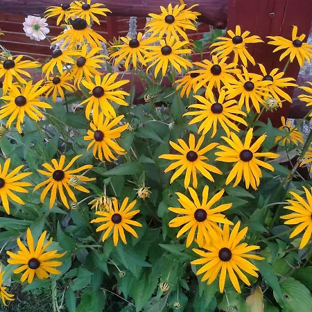 Agro Zibi * Jeleśnia