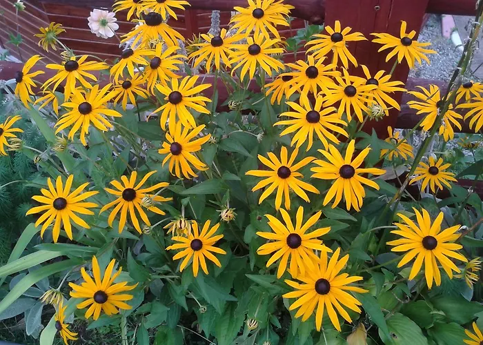 Agro Zibi * Jeleśnia